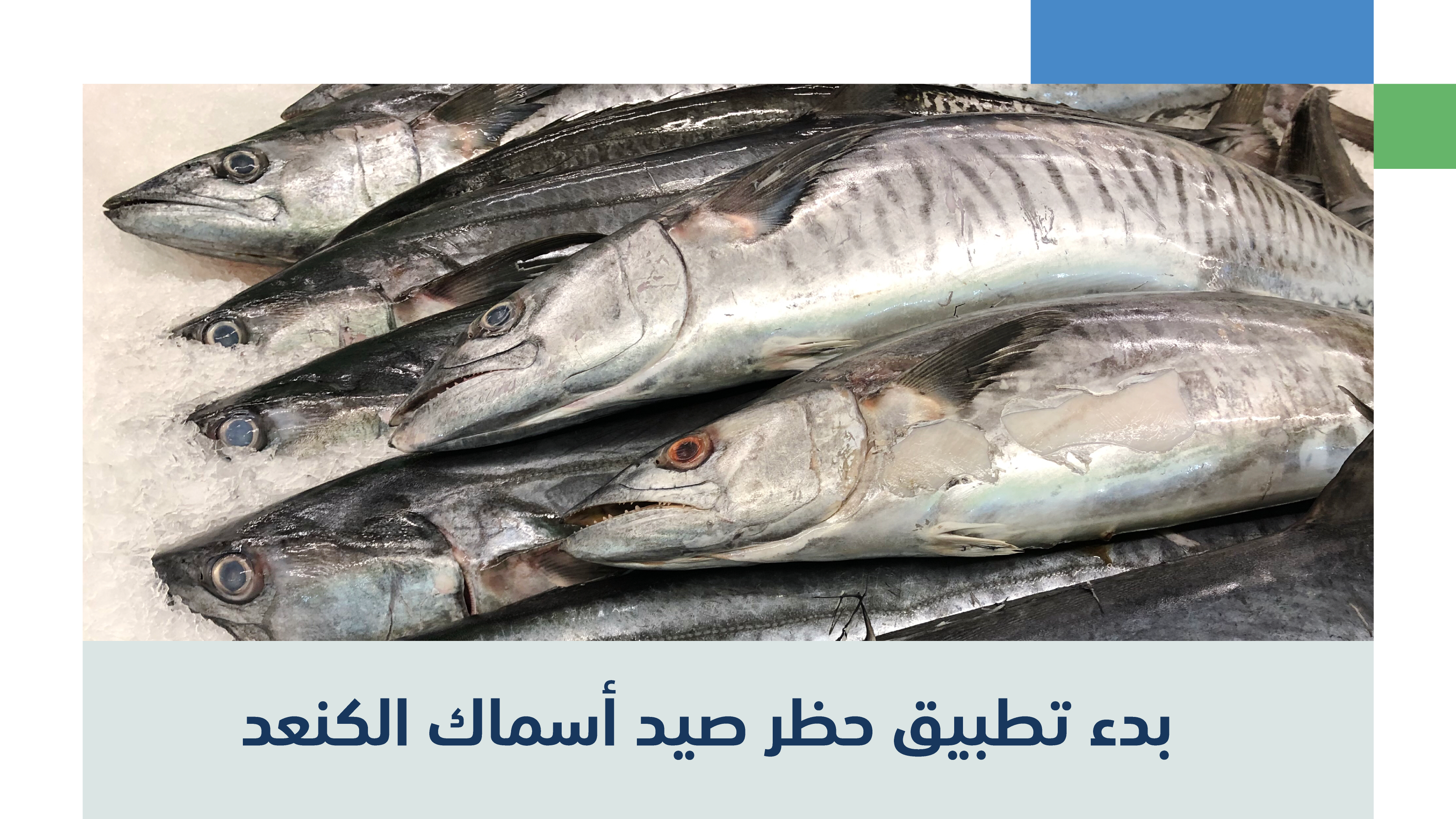 حظر صيد أسماك الكنعد
