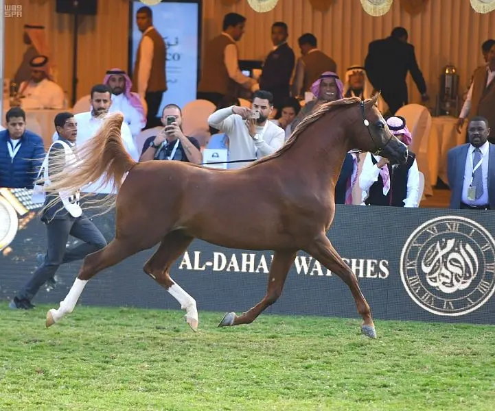 تحت رعاية أمير الرياض، اختتمت بطولة مركز الملك عبدالعزيز لجمال الخيل العربية